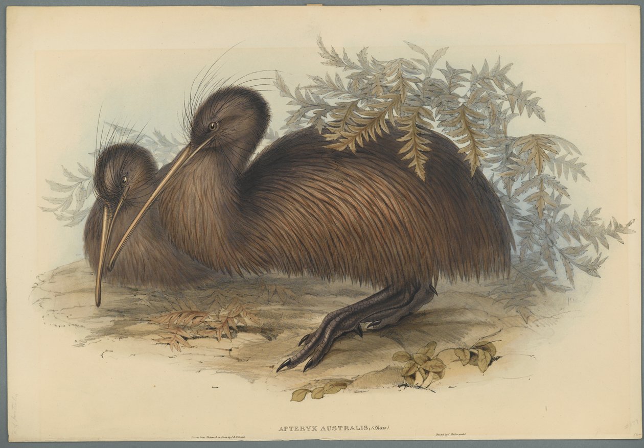 Apterigide australe da John Gould