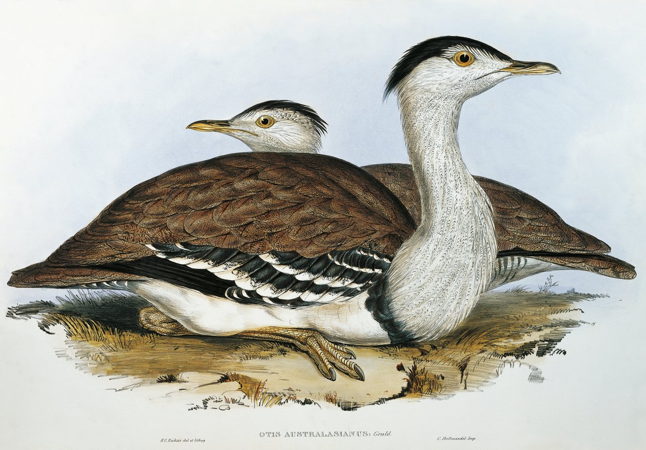 Otarda australiana (Otis australasianus) da John Gould