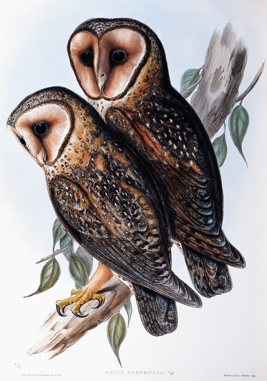 Gufo mascherato australiano (Strix personata), litografia da "Uccelli dell