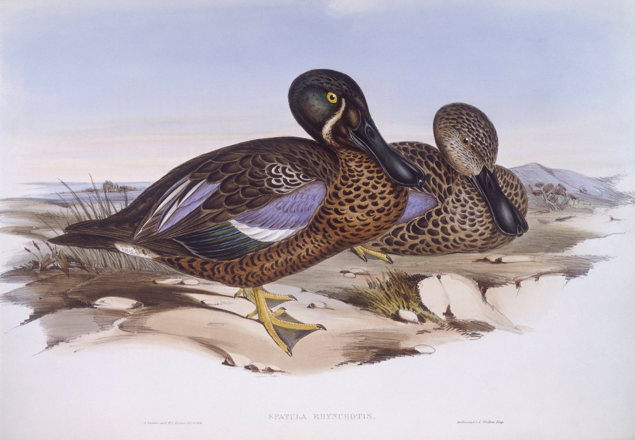 Anatra australiana (Anas rhynchotis), Incisione di John Gould da John Gould