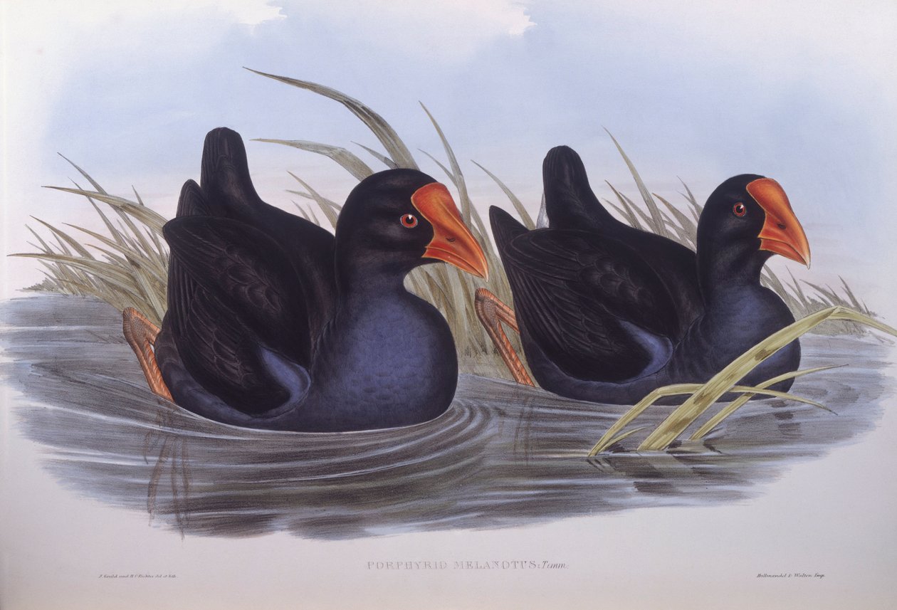 Pollo sultano australiano (Porphyrio melanotus), incisione di John Gould da John Gould