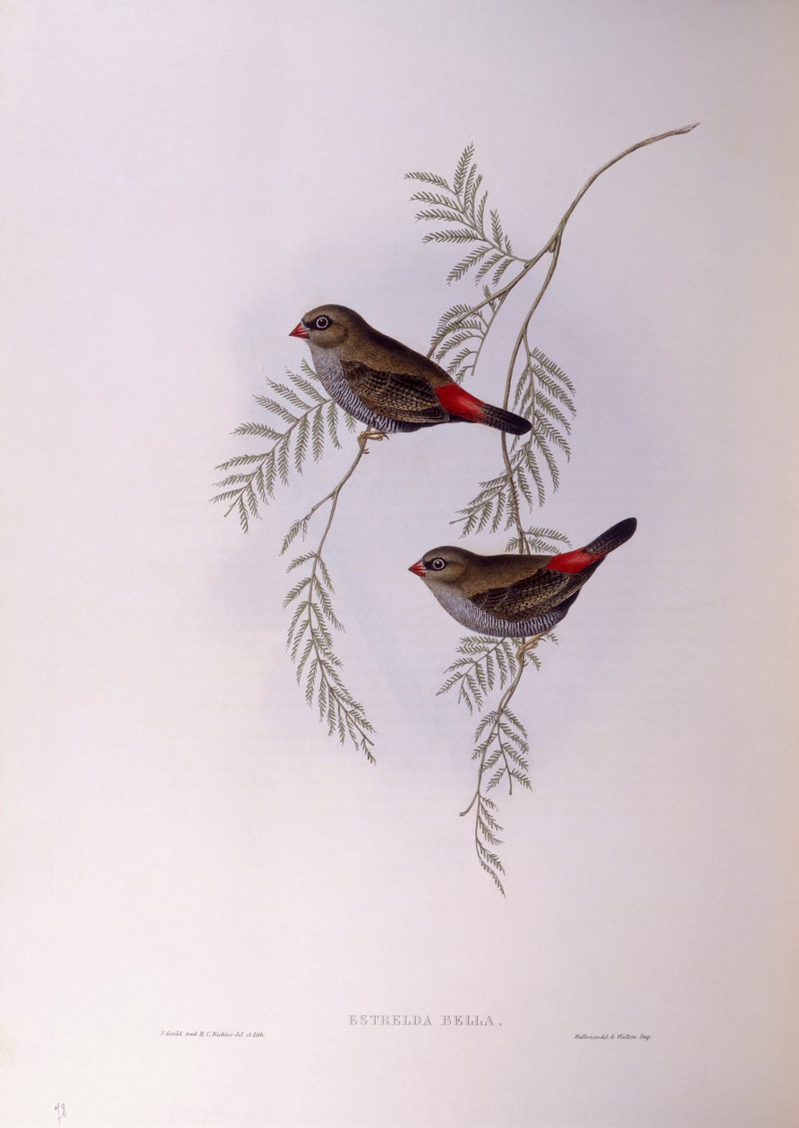 Stagonopleura bella (Stagonopleura bella), Incisione di John Gould da John Gould