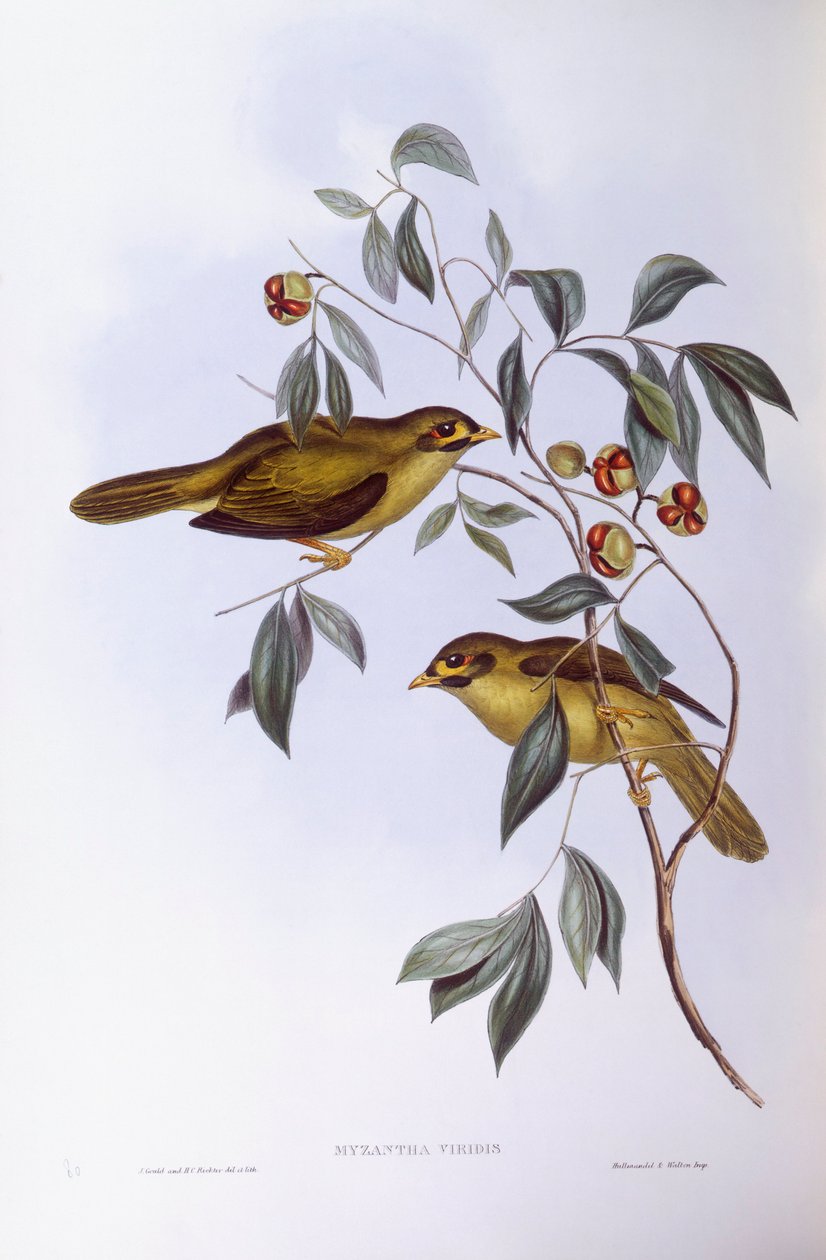 Campanaro minore (Manorina melanophrys), Incisione di John Gould da John Gould