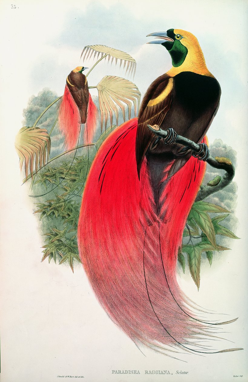 Uccello del Paradiso, inciso da T. Walter da John Gould