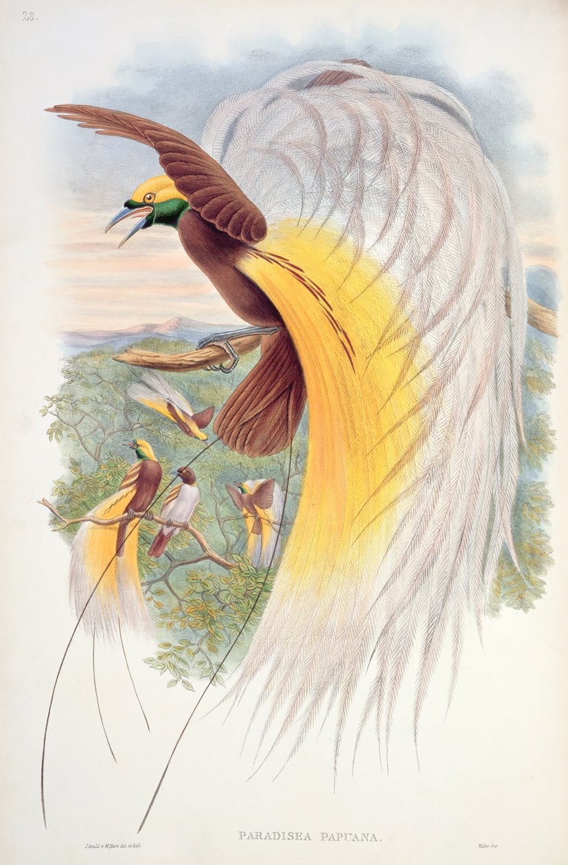 Uccello del Paradiso, da 
