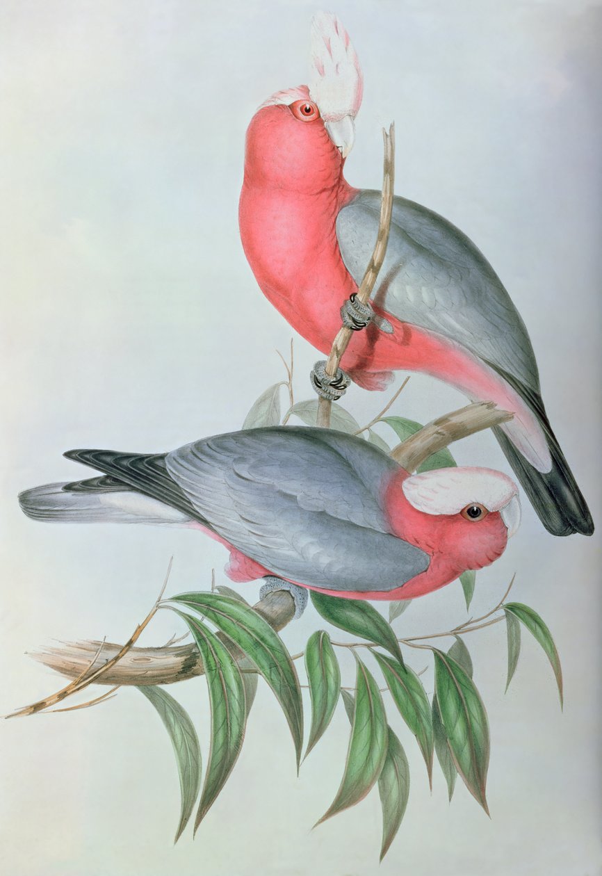 Uccelli dell