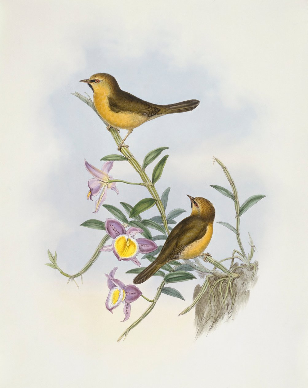 Babbler dal mento nero (Stachyris pyrrhops), Incisione di John Gould da John Gould