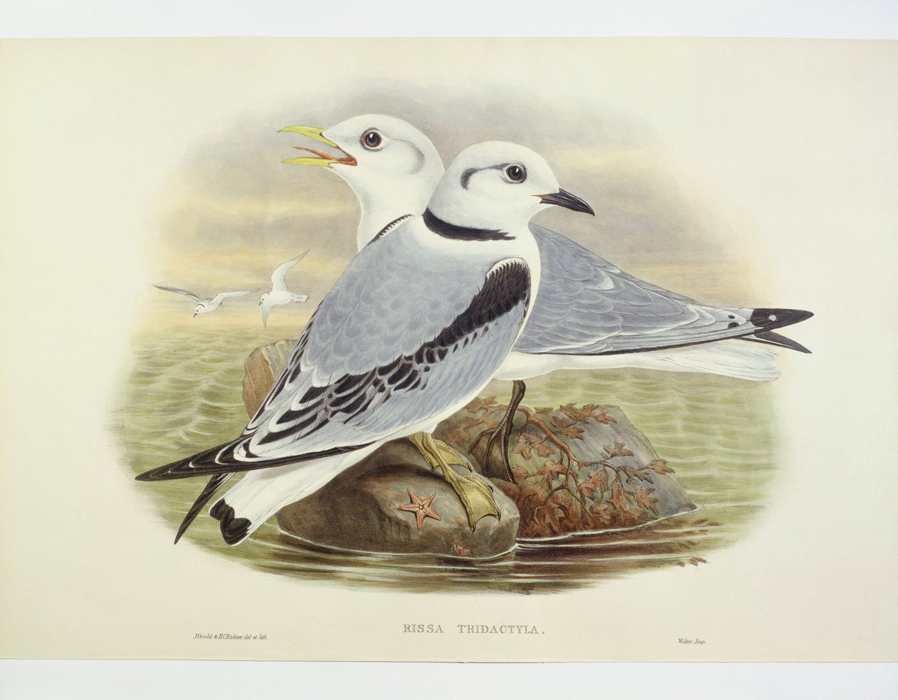 Gabbiano tridattilo (Rissa tridactyla), incisione di John Gould, William Hart, H C Richte da John Gould
