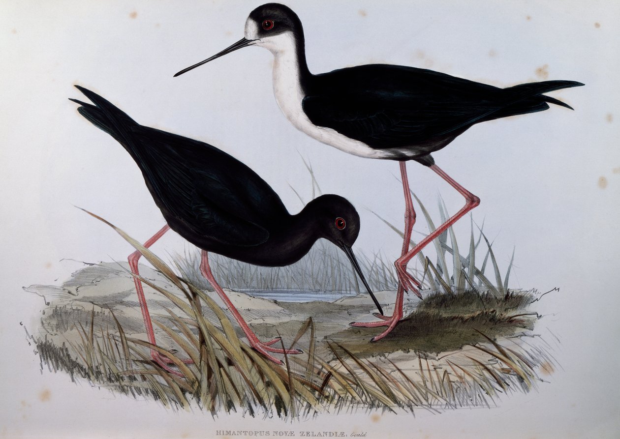 Cavaliere nero (Himantopus novaezelandiae), incisione da Birds of Australia da John Gould