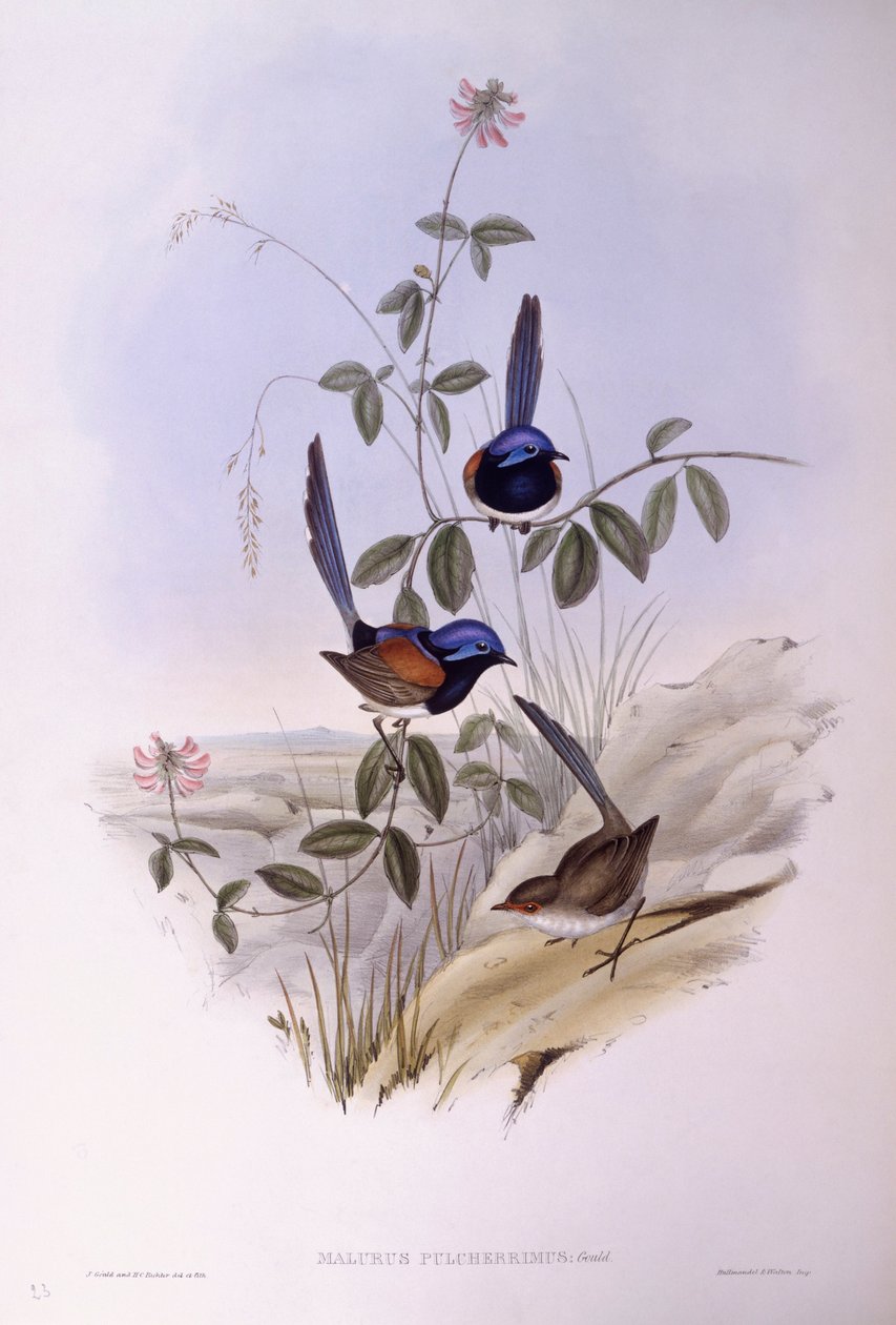 Maluro dal petto blu (Malurus pulcherrimus), Incisione di John Gould da John Gould
