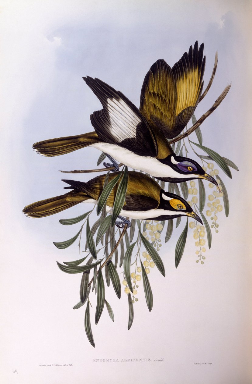 Melifago dalla faccia blu (Entomyzon cyanotis), incisione di John Gould da John Gould