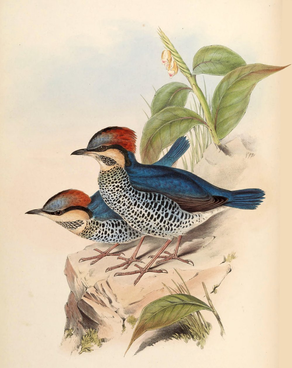 Pitta blu Pitta cyanea Blyth da John Gould