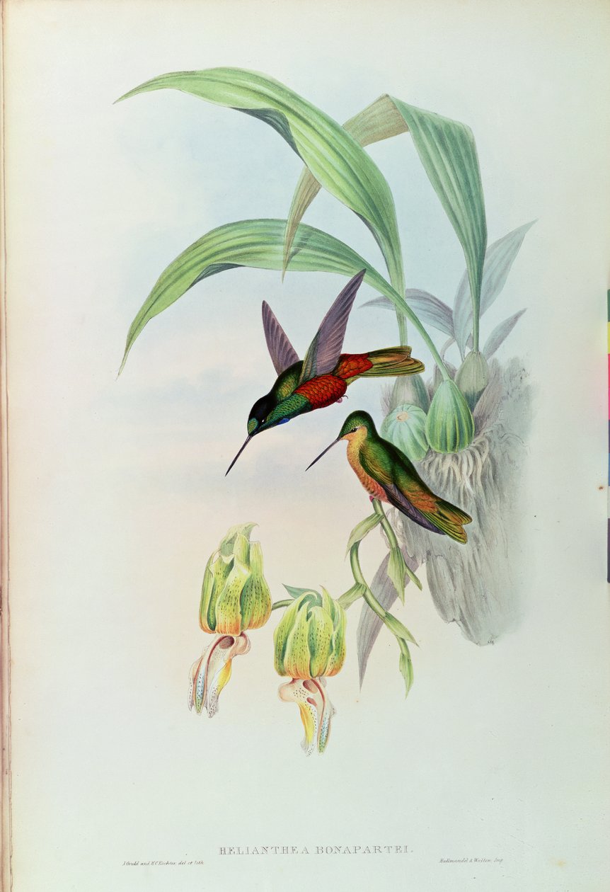 Colibrì stellato di Bonaparte da John Gould