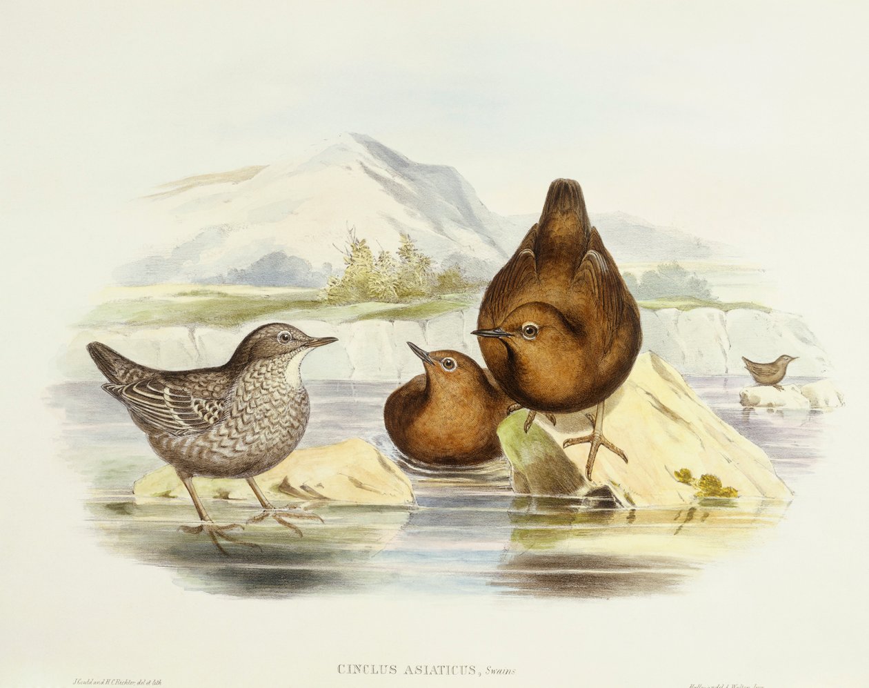Merlo acquaiolo bruno (Cinclus pallasii), Incisione di John Gould da John Gould