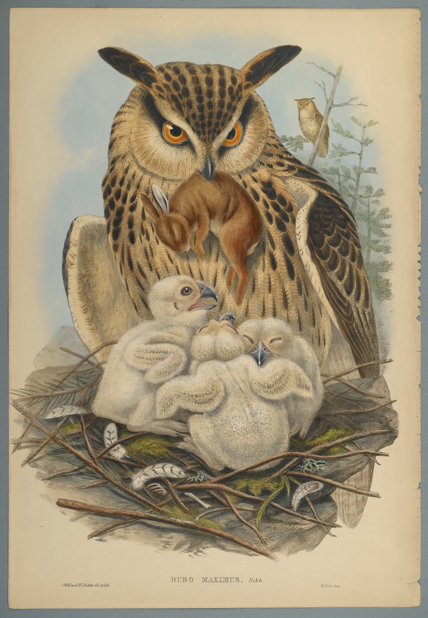 Gufo reale da John Gould
