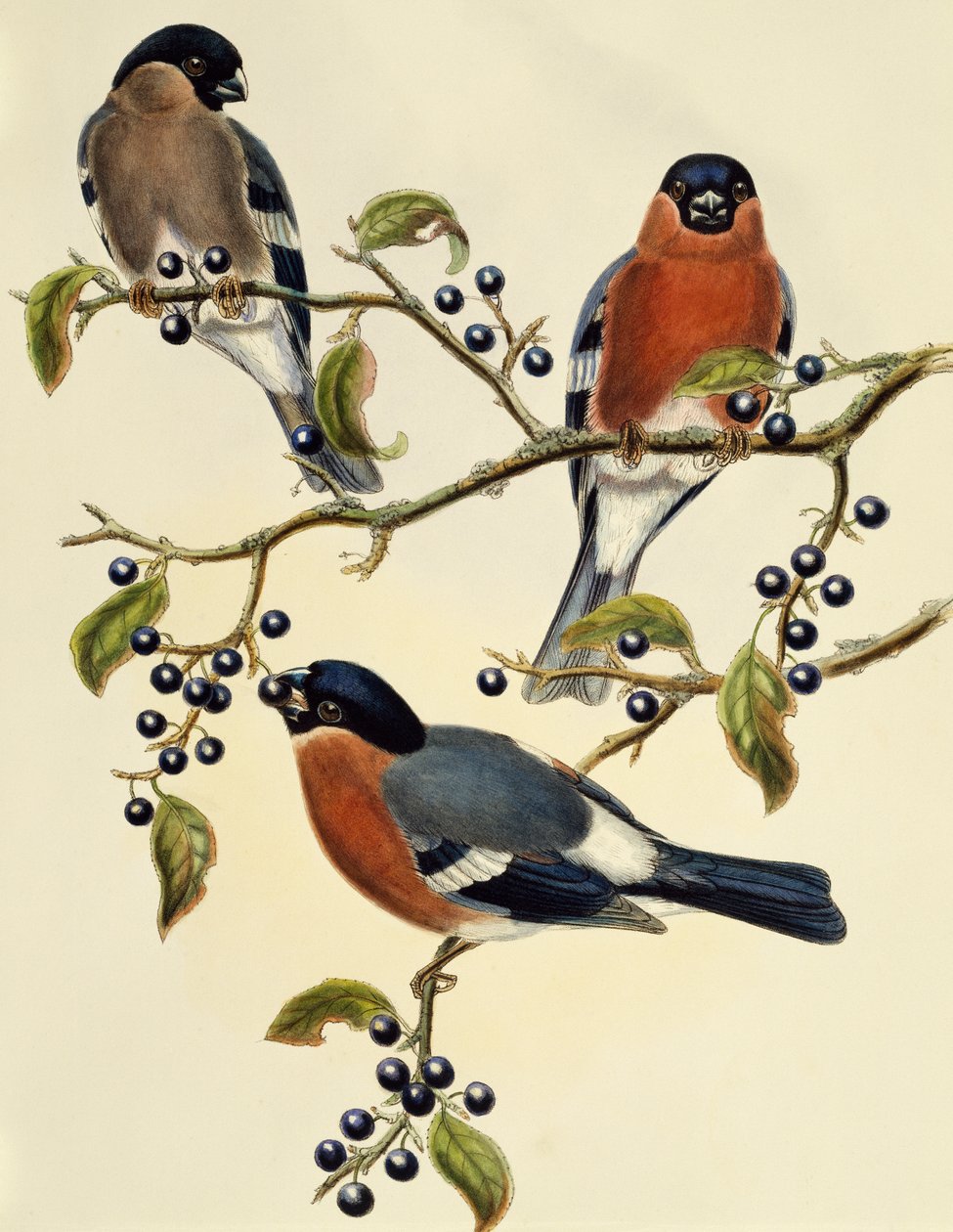 Ciuffolotto (Pyrrhula pyrrhula), incisione di John Gould (1804-1881), Regno Unito da John Gould