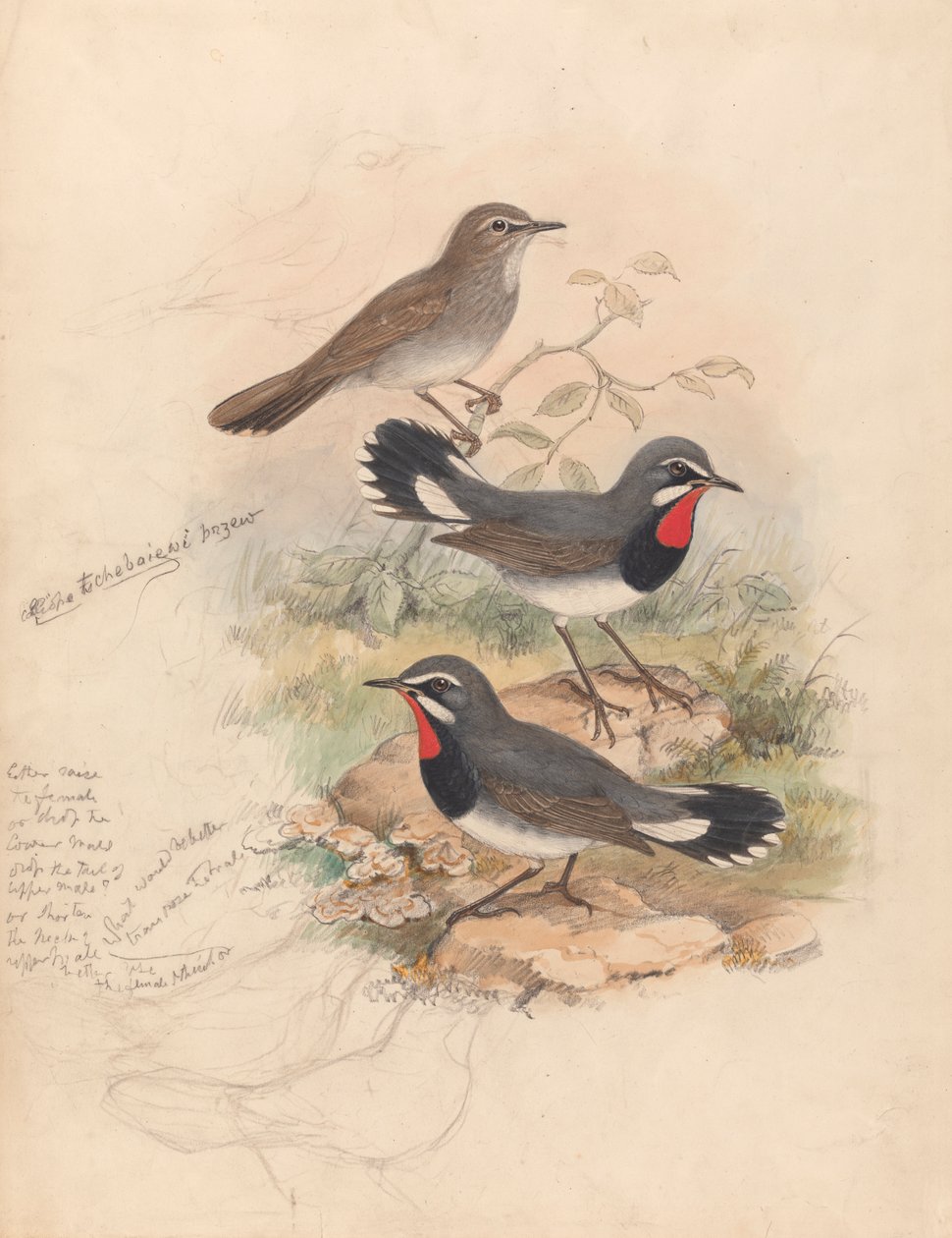 Calliope Tschebaiewi, Prjev. da John Gould