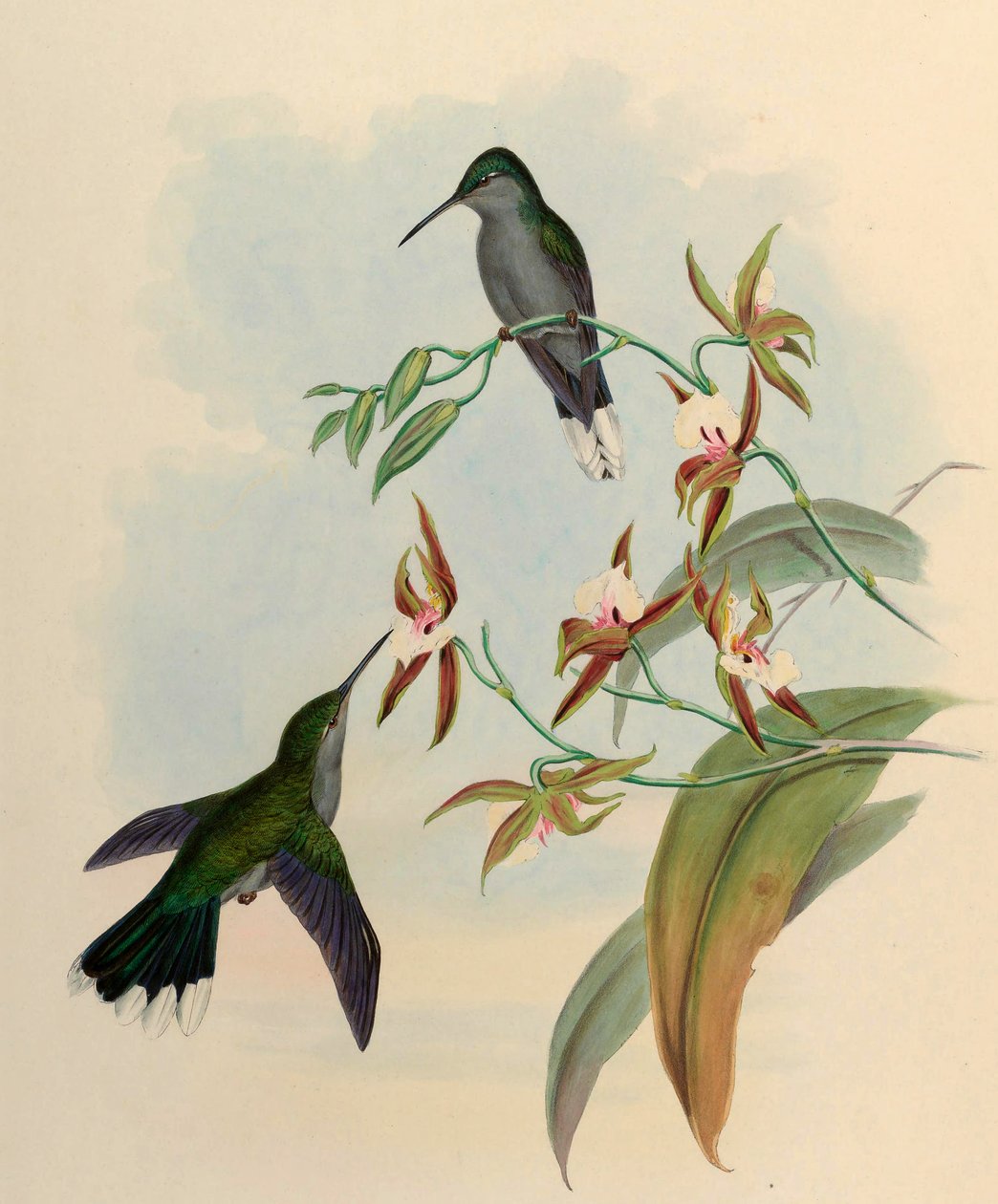 Campylopterus latipennis = Campylopterus largipennis da John Gould