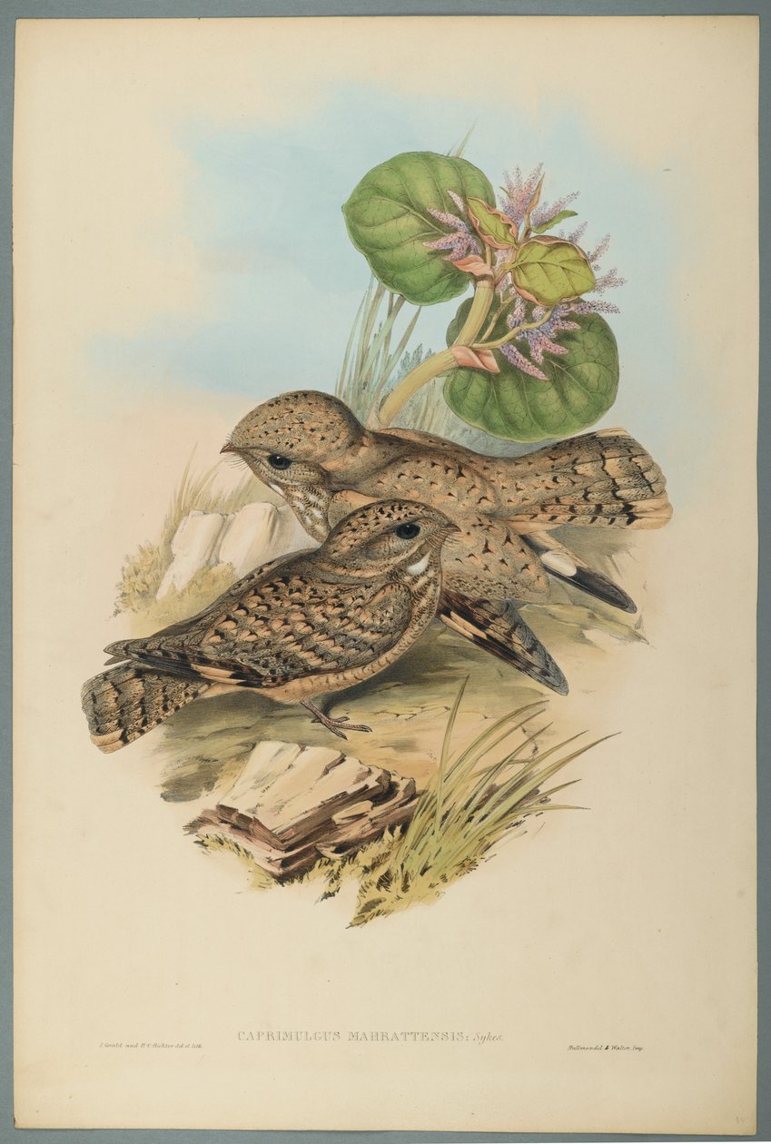 Succiacapre da John Gould
