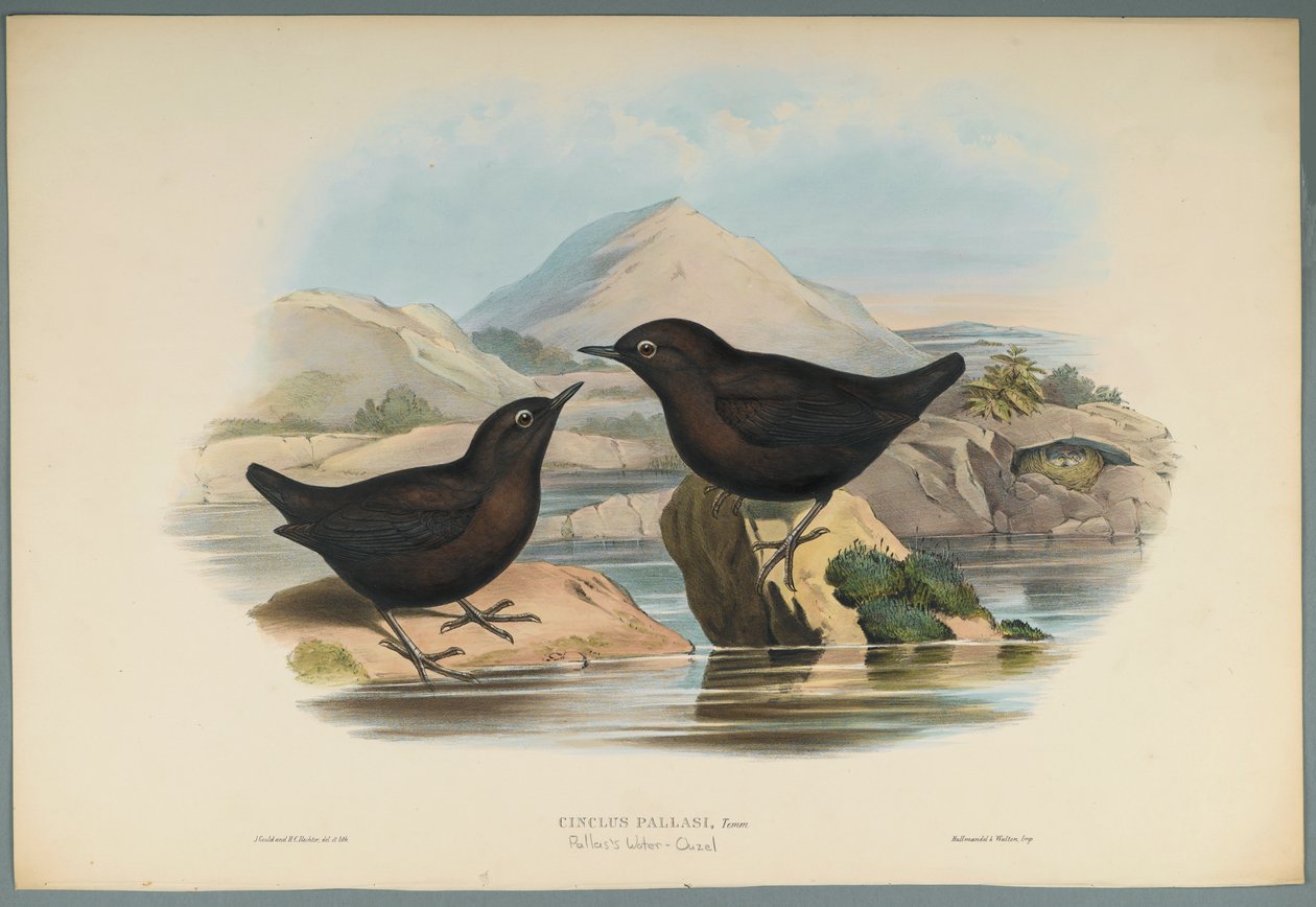 Merlo acquaiolo di Pallas da John Gould