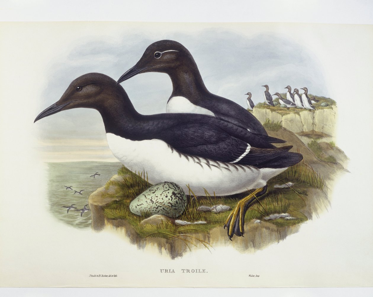 Uria comune (Uria aalge), incisione di John Gould, William Hart, H C Richter da John Gould