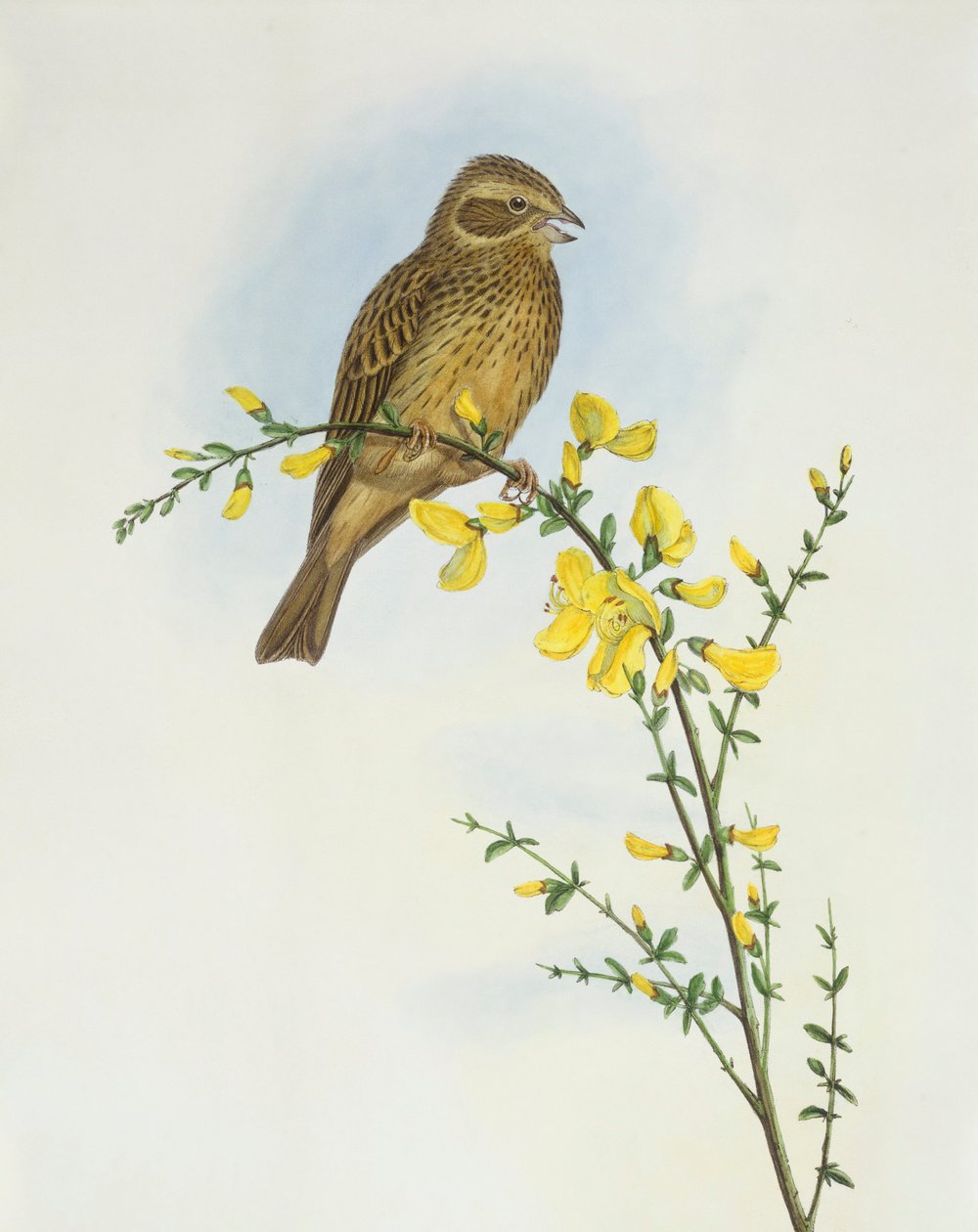 Strillozzo (Miliaria o Emberiza calandra), Incisione di John Gould da John Gould