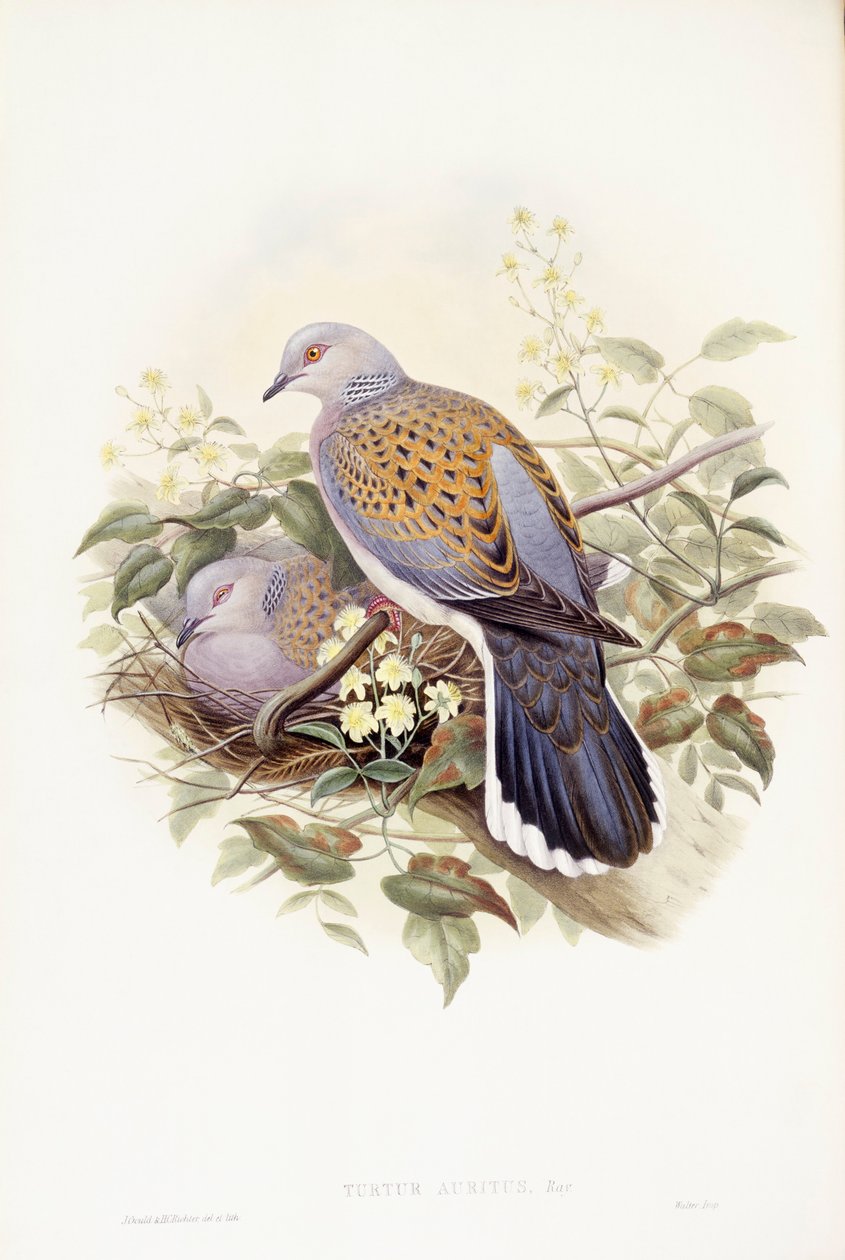 Tortora europea (Streptopelia turtur), Incisione di John Gould da John Gould