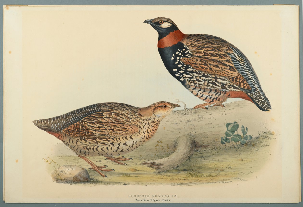 Francolino comune da John Gould