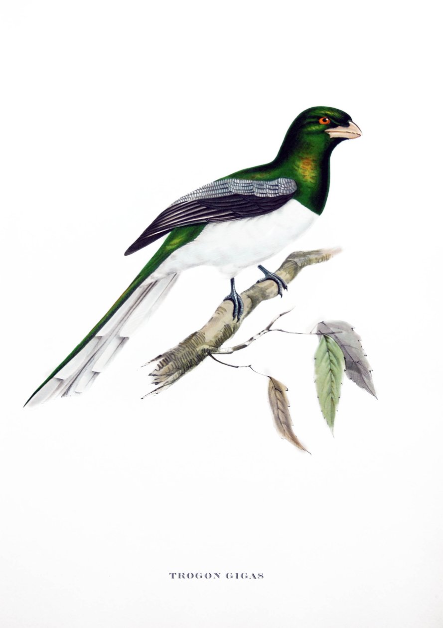 Trogone Gigante, uccello dell