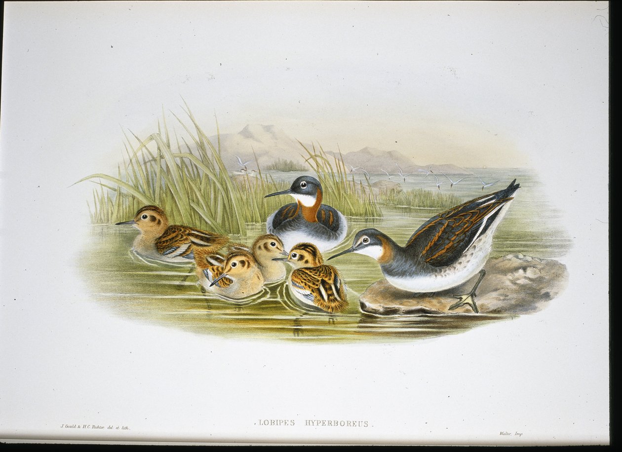 Ibis lucido (Falcinellus Igneus) da John Gould