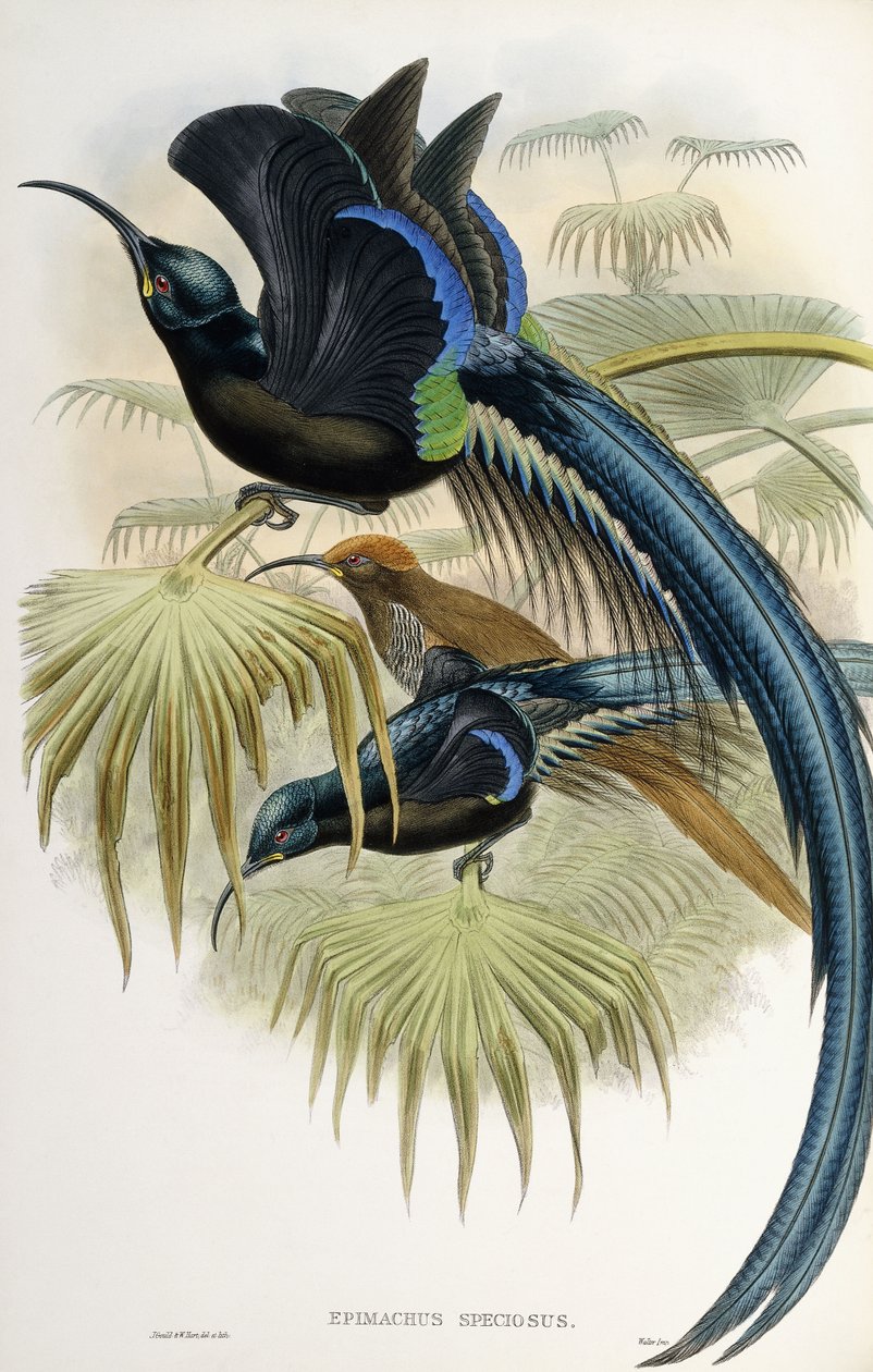 Grande uccello del paradiso dal becco a falce da John Gould