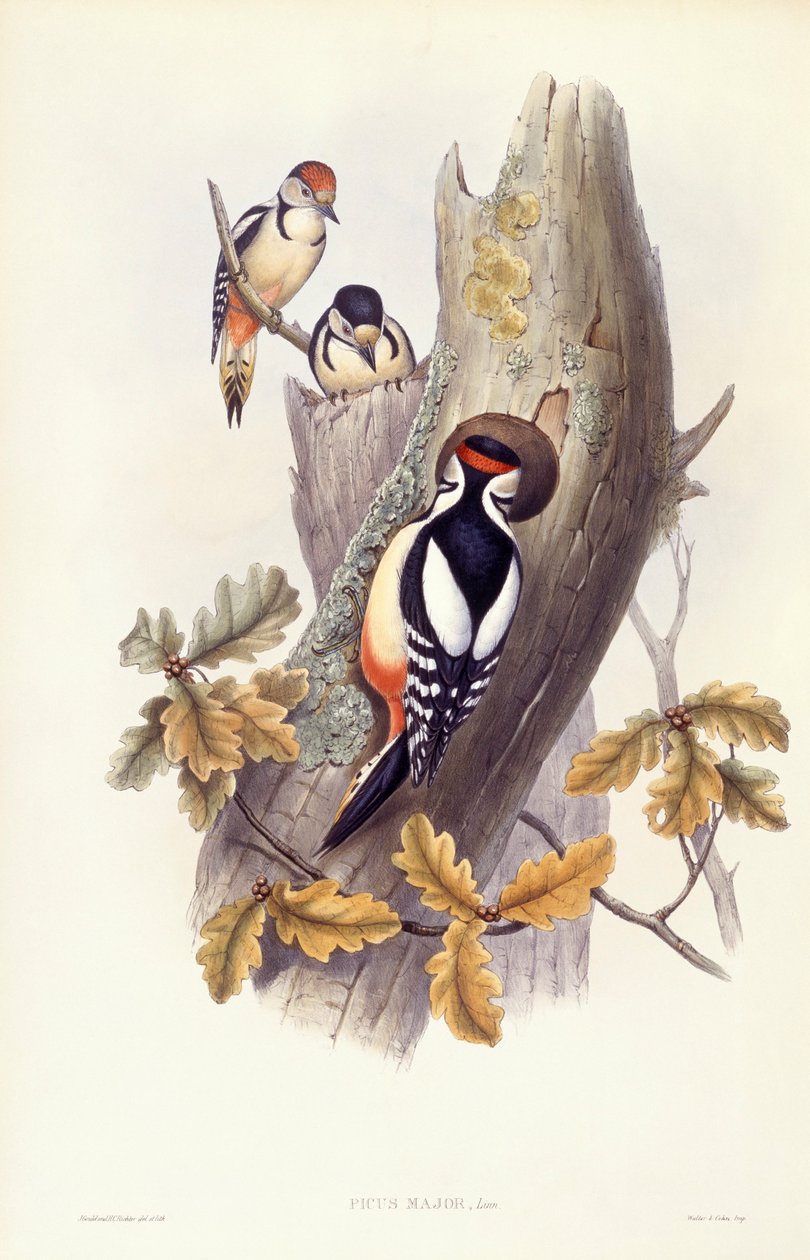 Picchio rosso maggiore (Dendrocopos major), incisione di John Gould da John Gould