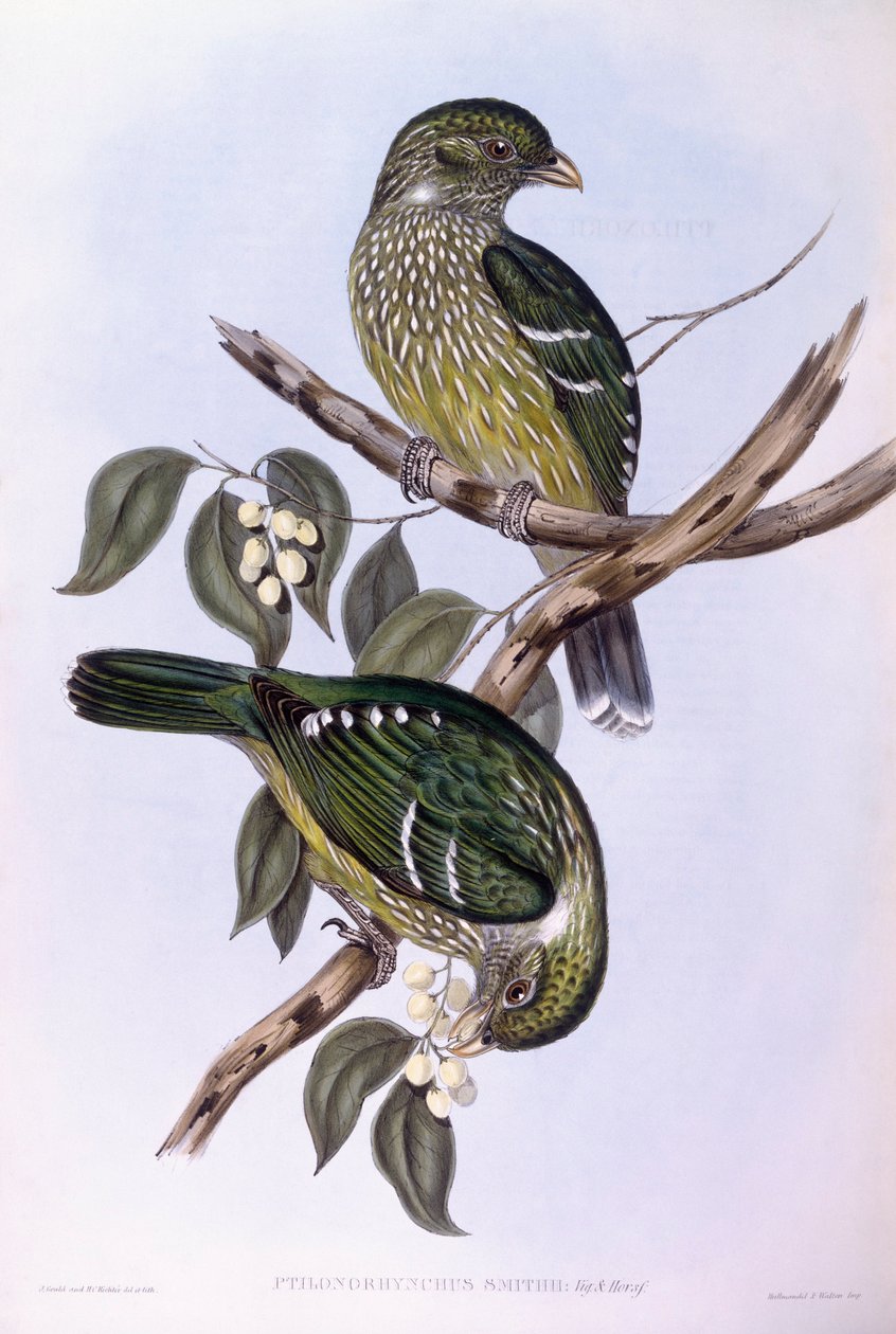 Uccello gatto verde (incisione di John Gould) da John Gould