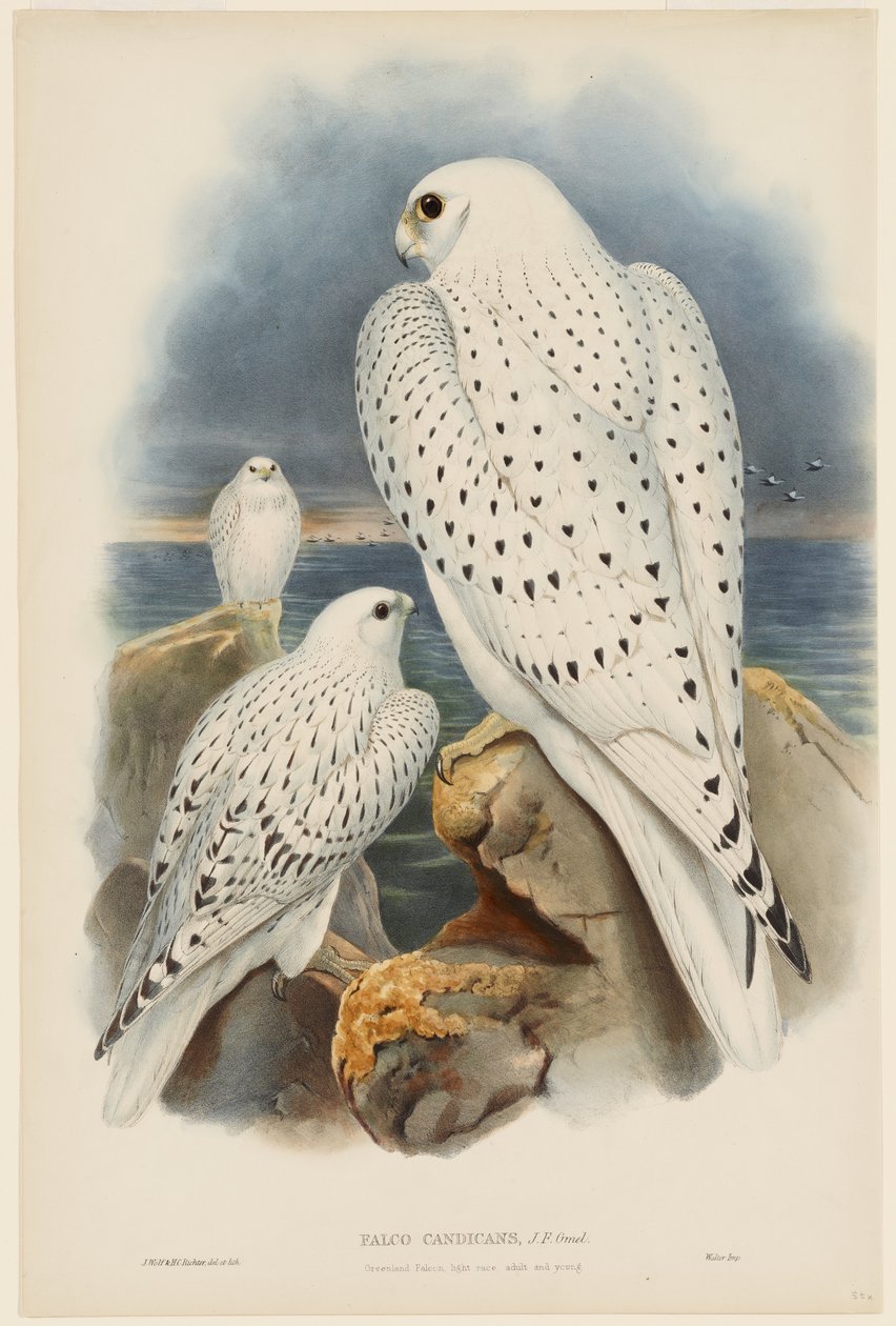 Falco della Groenlandia da John Gould