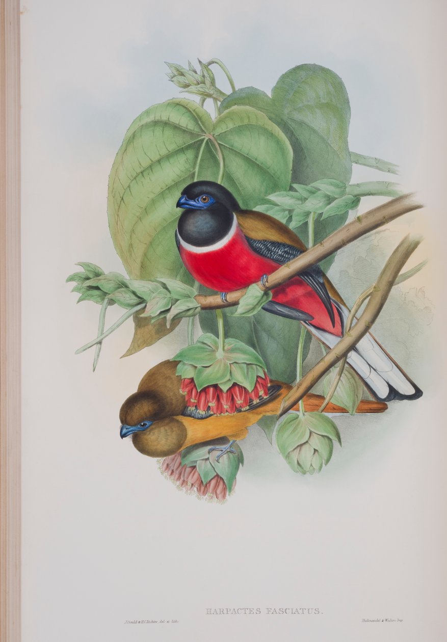 Harpactes fasciatus, tavola da The Birds of Great Britain di John Gould, pubblicato 1862-73 da John Gould