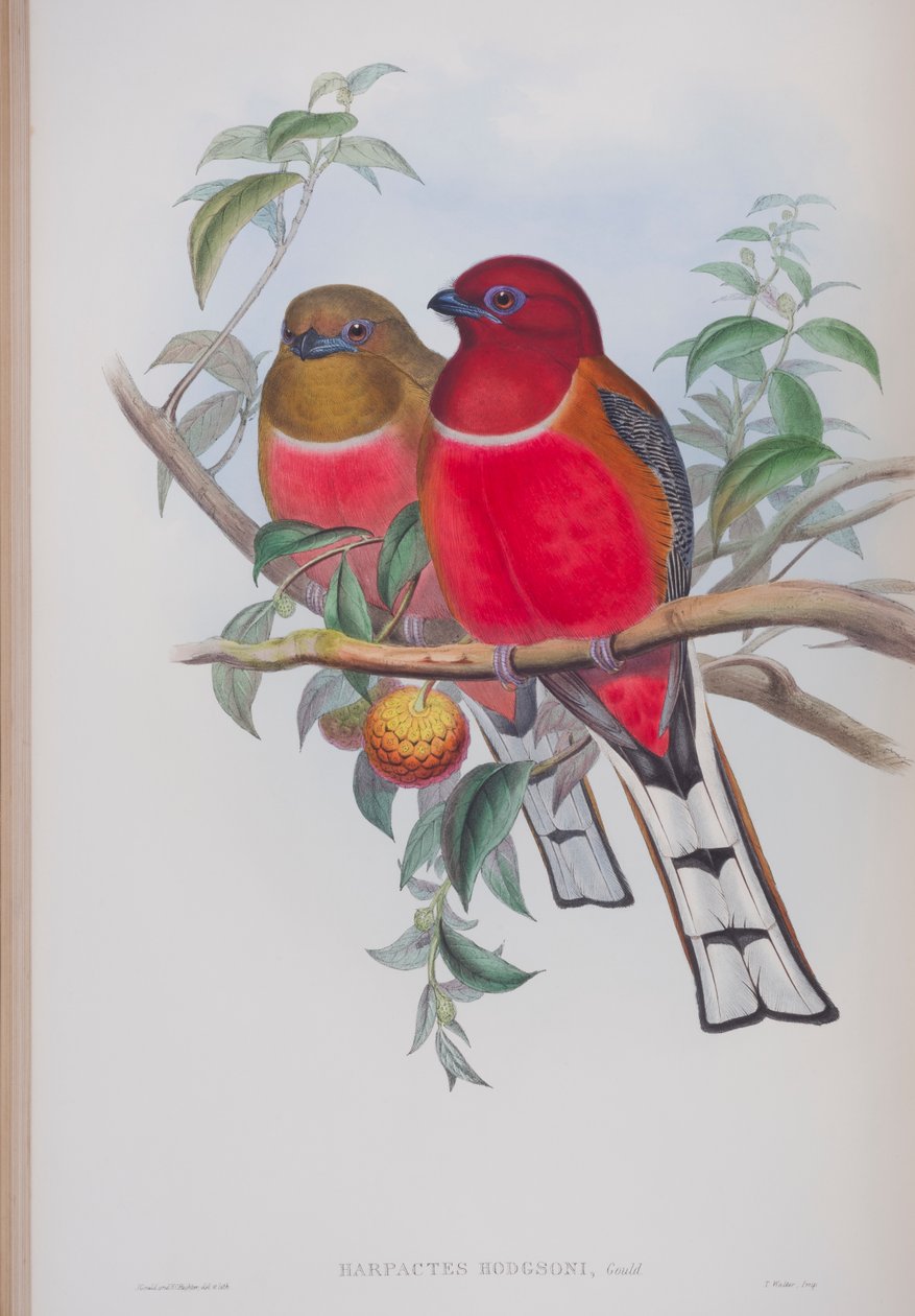 Harpactes hodgsoni, tavola da The Birds of Great Britain di John Gould, pubblicato 1862-73 da John Gould