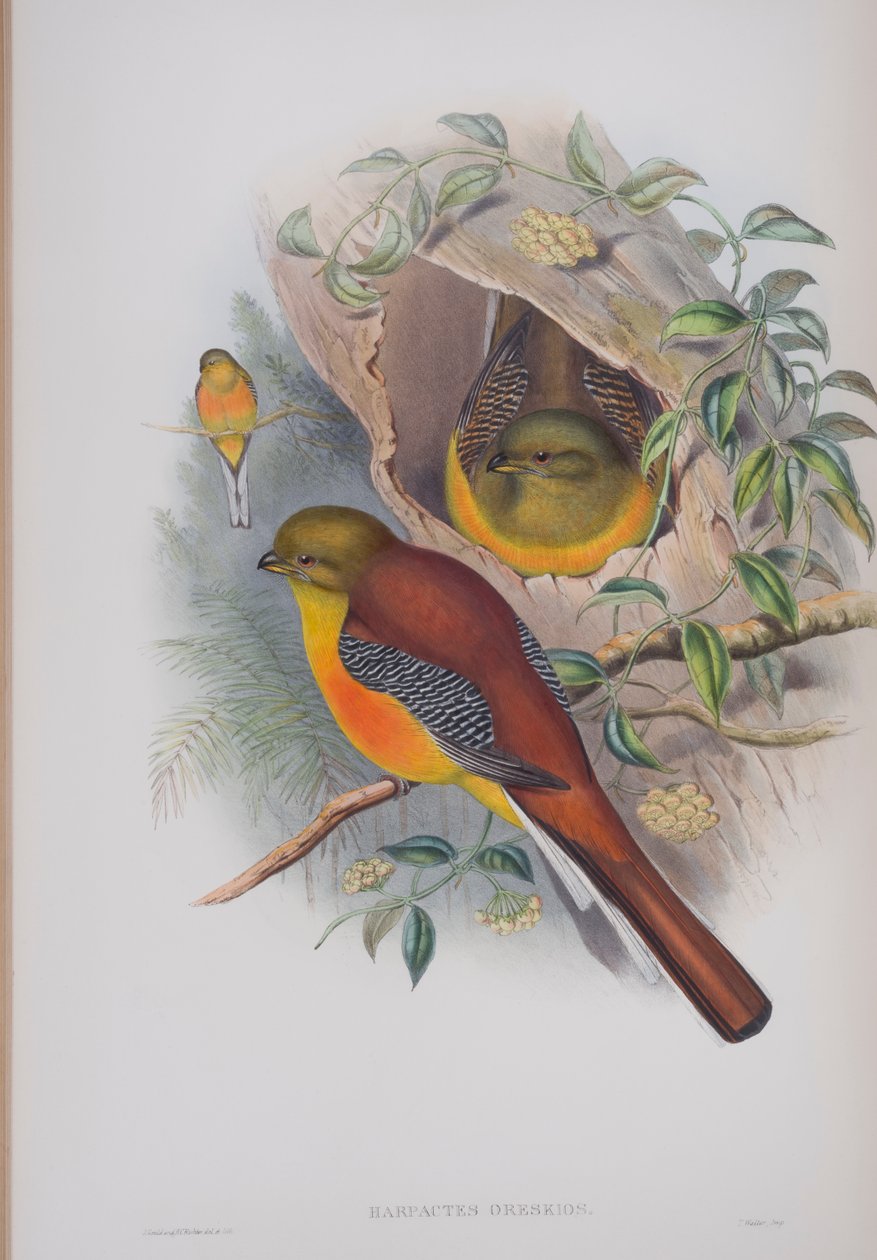 Harpactes oreskios, tavola da The Birds of Great Britain di John Gould, pubblicato 1862-73 da John Gould