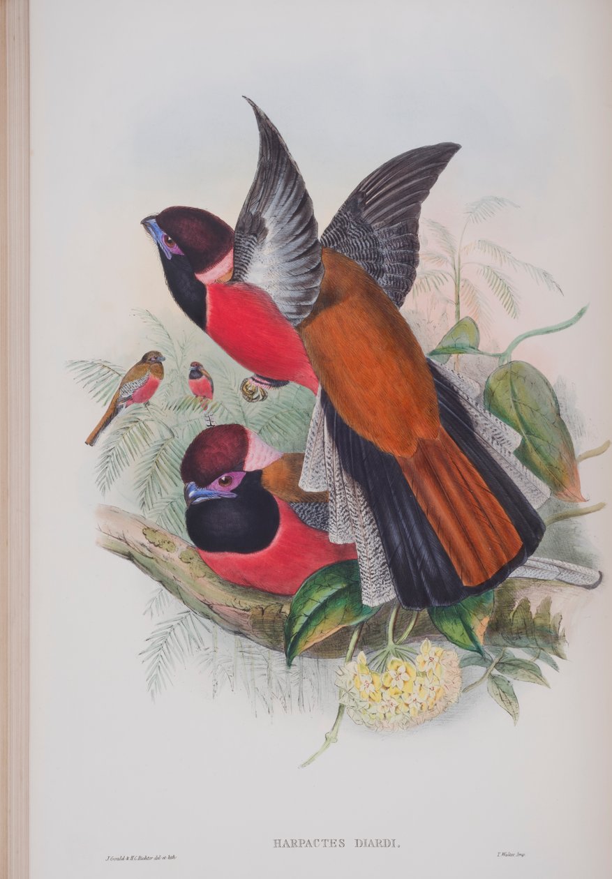 Harpactus diardi, tavola da The Birds of Great Britain di John Gould, pubblicato 1862-73 da John Gould