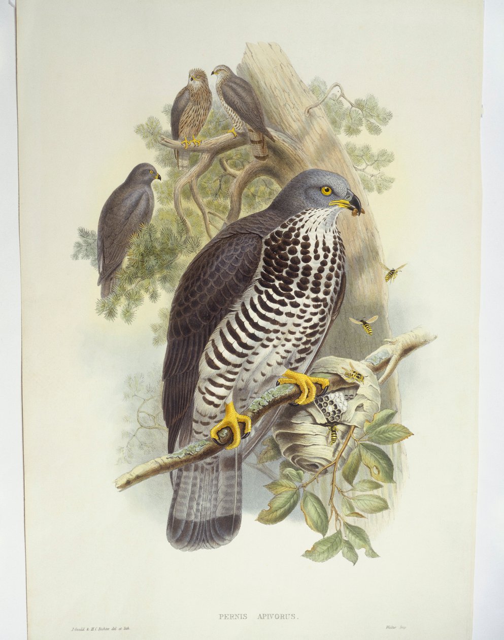 Pernice (Pernis apivorus), illustrazione da John Gould