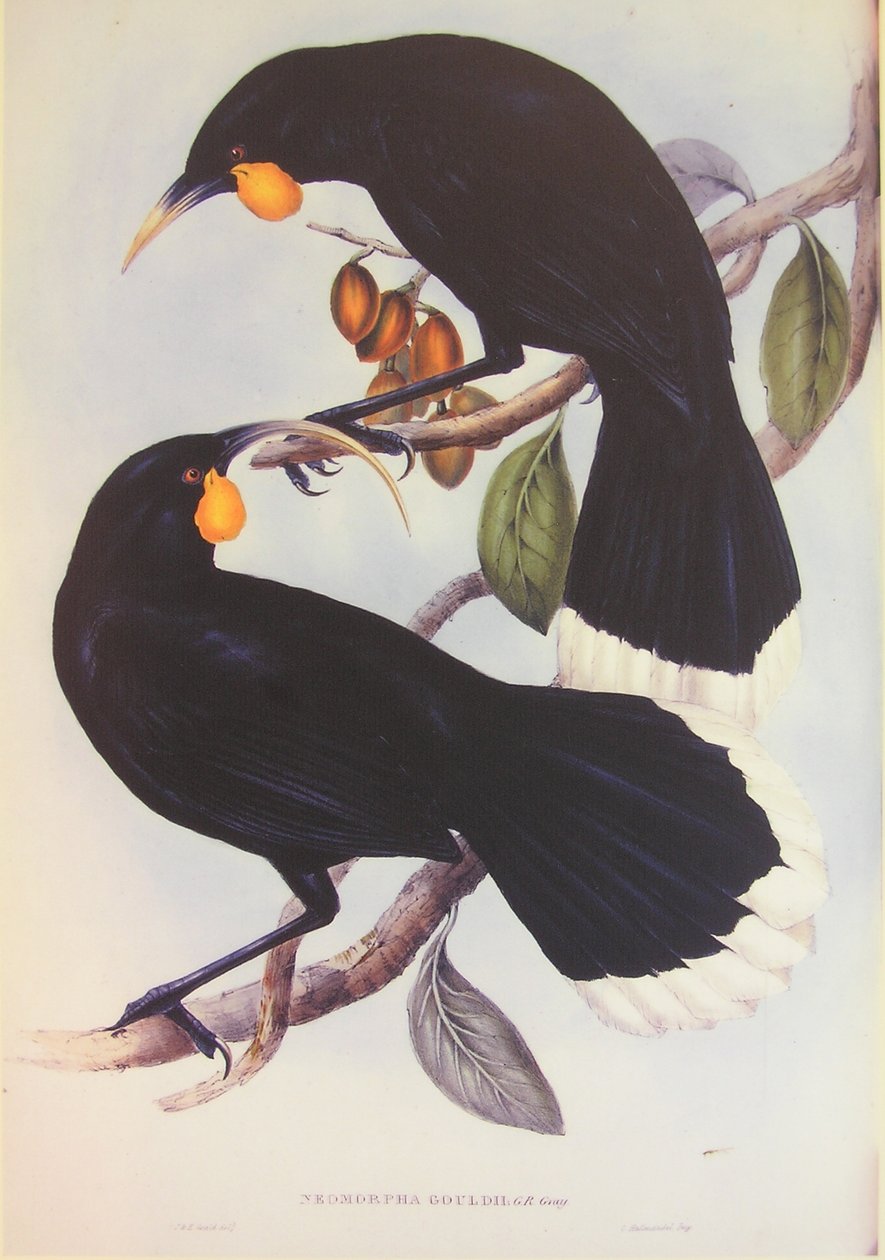 Illustrazione della coppia Huia da John Gould