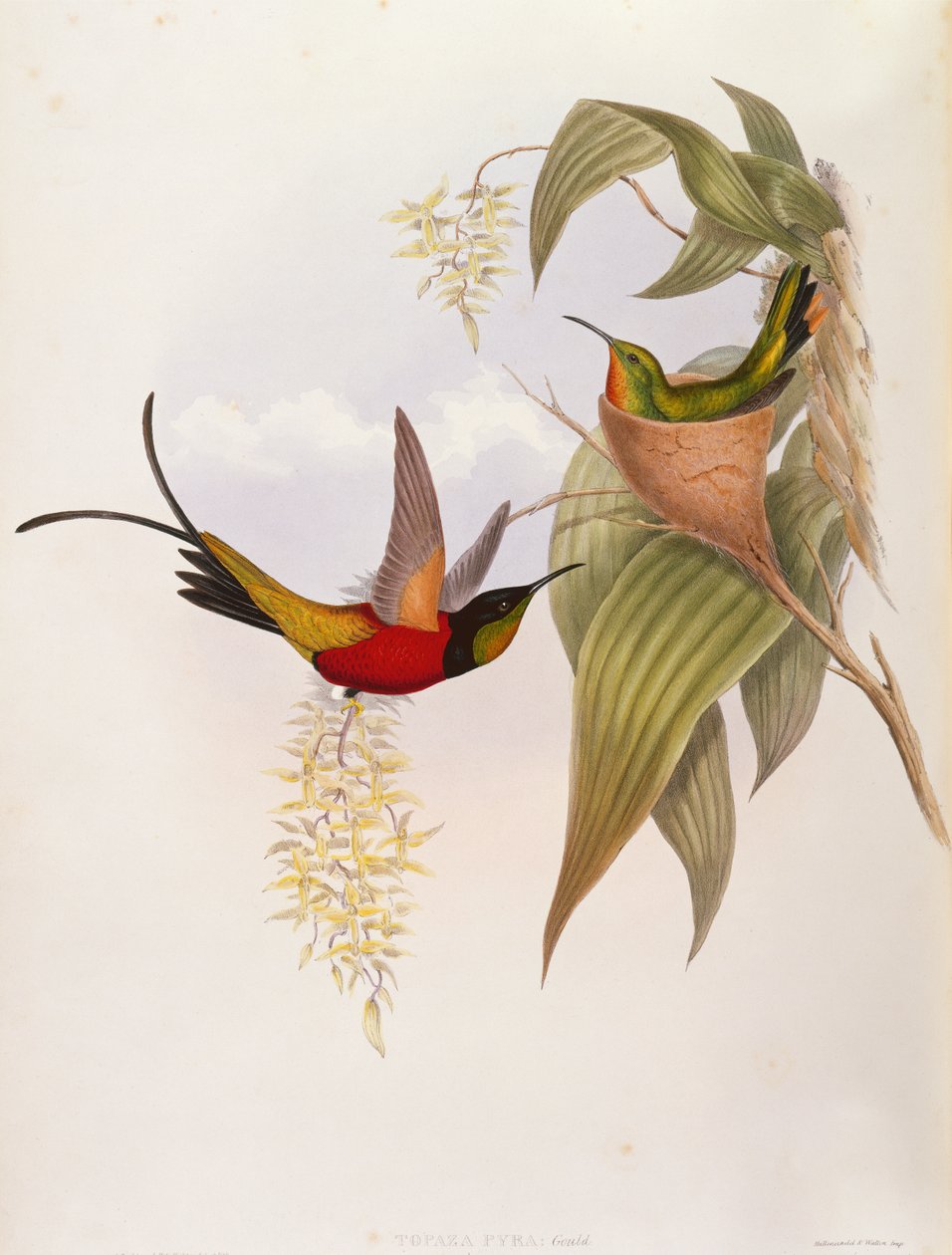 Colibrì (Topaza Pyra) da A Monograph of the Trochilid da John Gould
