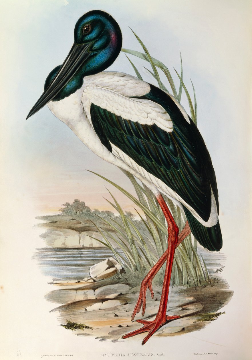 Illustrazione da "The Birds of Australia" di John Gould rappresentante Black-necked Stork Ephippiorhynchus asiaticus da John Gould