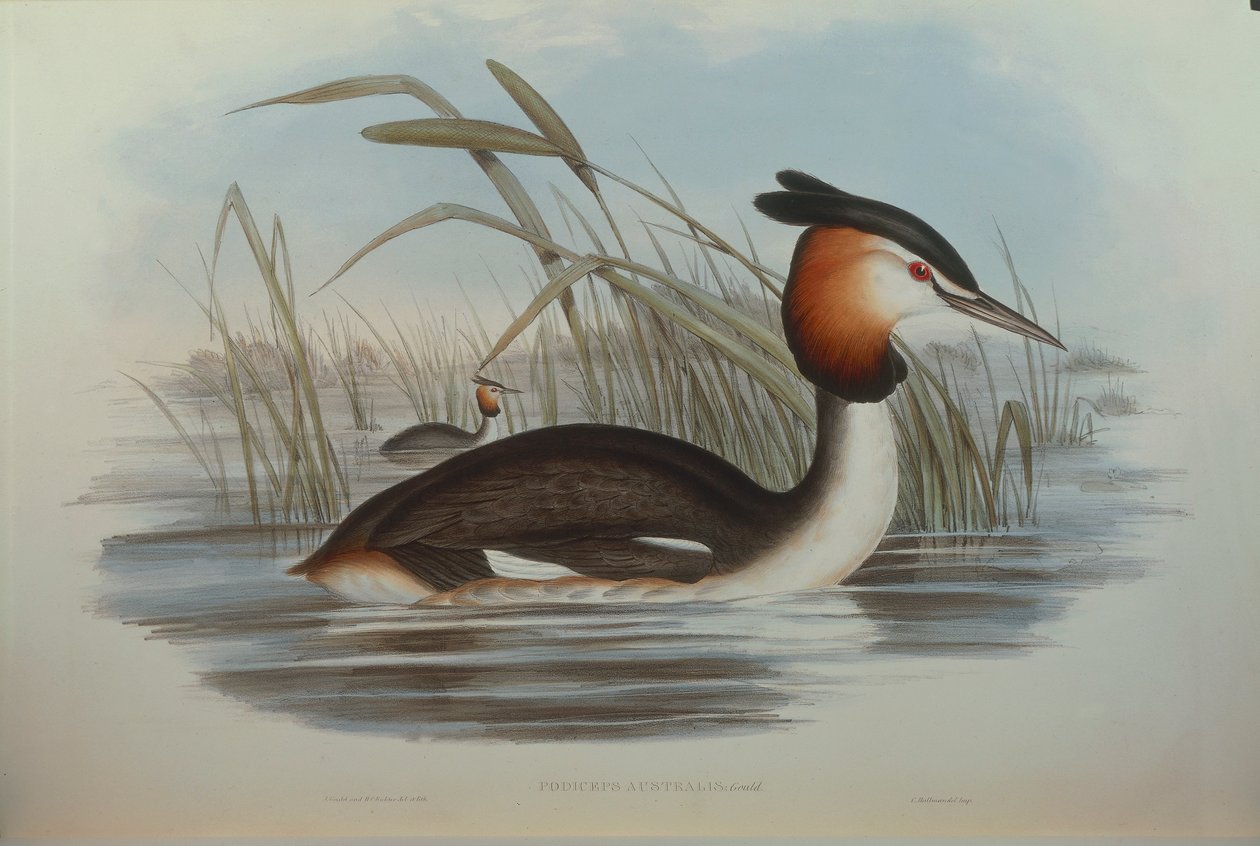Illustrazione da "The Birds of Australia" di John Gould rappresentante Svasso crestato australe Podiceps cristatus australis da John Gould