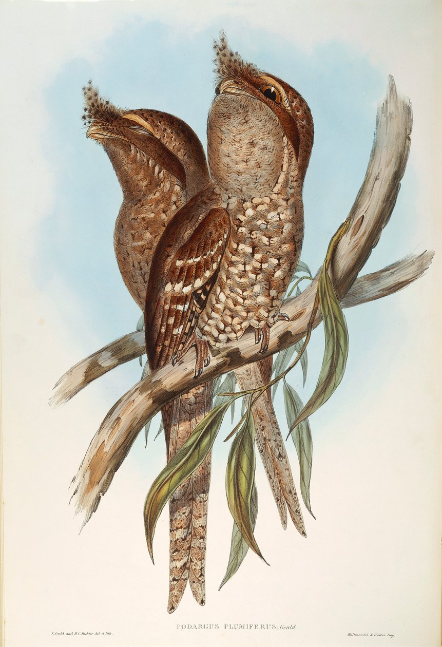 Illustrazione da "Gli Uccelli dell