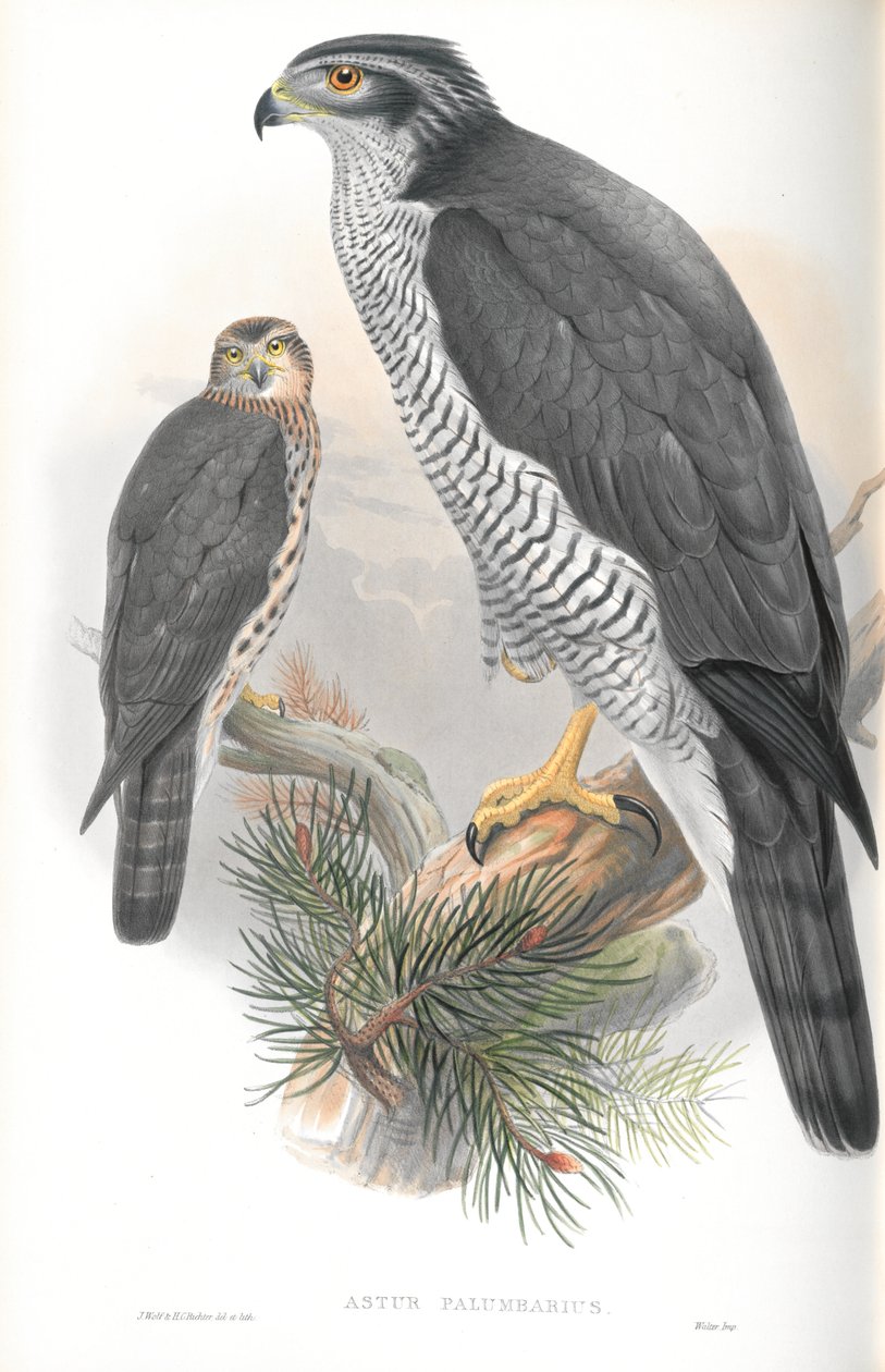 Illustrazione di Astur Palumbarius (Astore) da John Gould