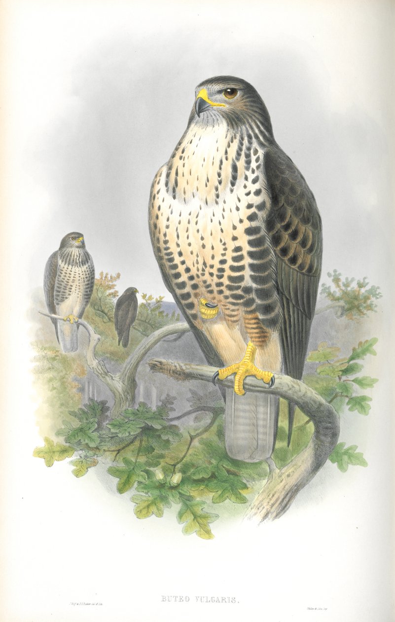 Illustrazione di Buteo Vulgaris (Poiana Comune) da John Gould