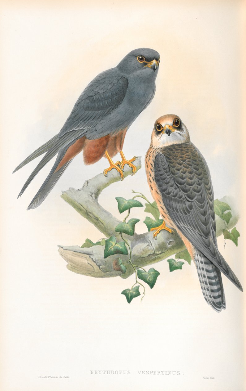 Illustrazione di Erythropus Vespertinus (Falco dalle zampe arancioni) da John Gould