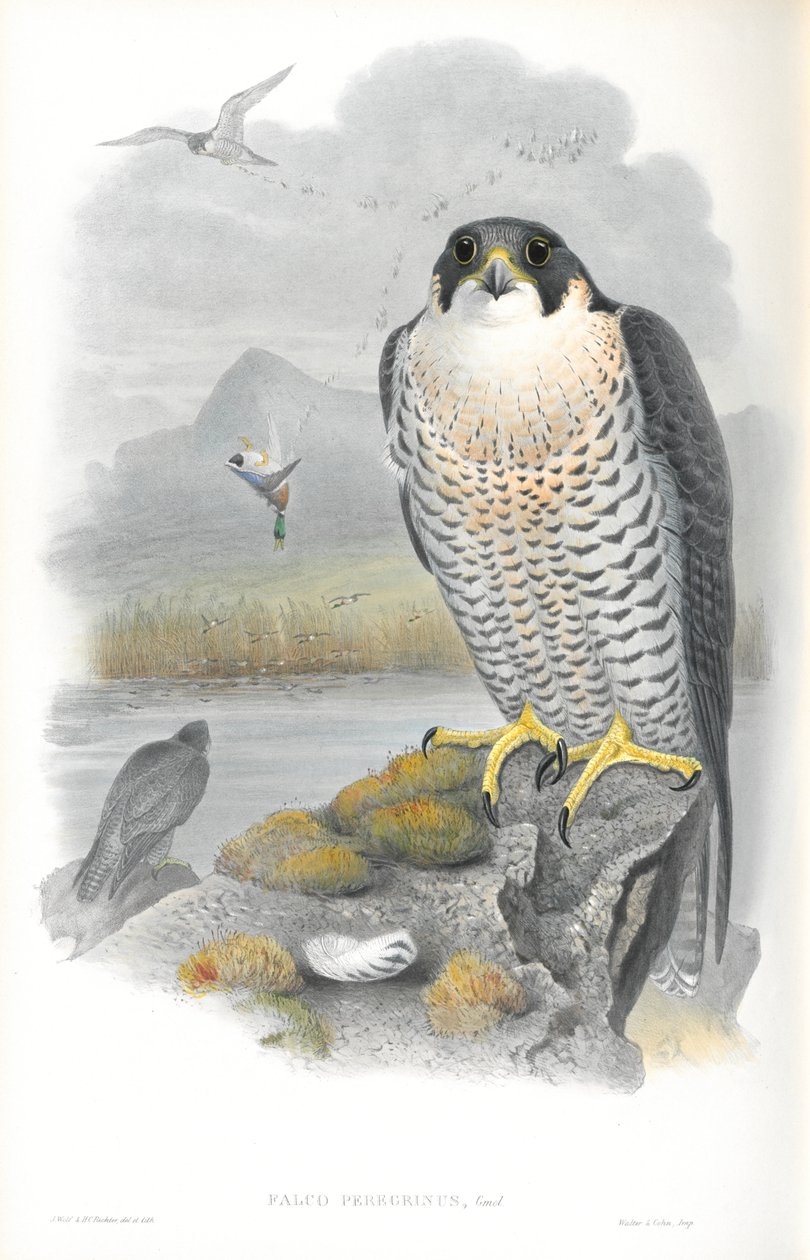 Illustrazione di Falco Peregrinus (Falco pellegrino) da John Gould