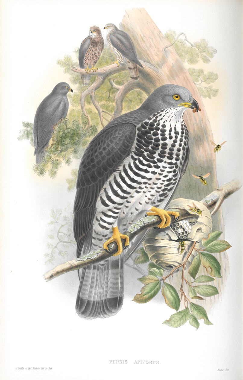 Illustrazione di Pernis Apivorus (Falco Pecchiaiolo) da John Gould