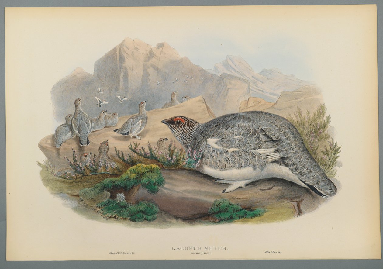 Lagopus Mutus, piumaggio autunnale: Pernice bianca da John Gould